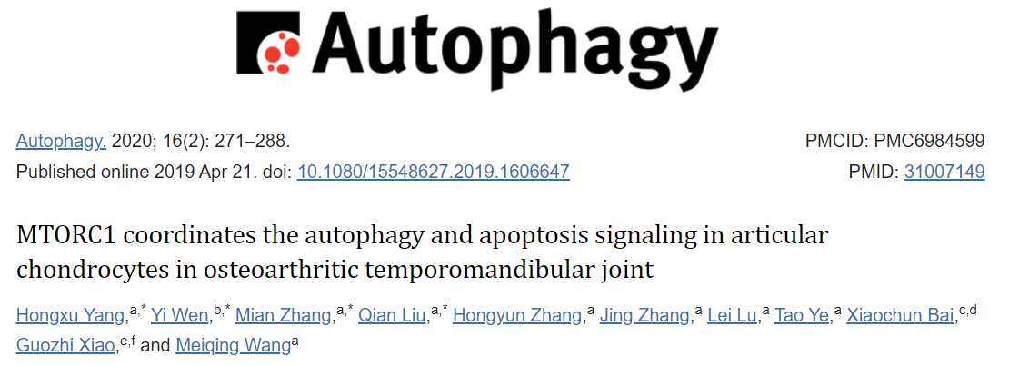 MTORC1协调骨关节炎颞下颌关节软骨细胞的自噬与凋亡信号