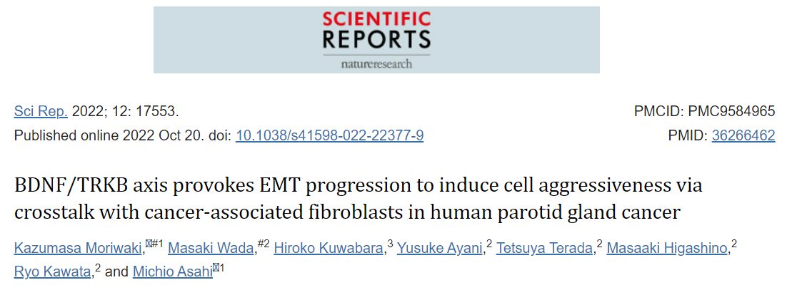 BDNF/TRKB轴通过与人腮腺癌中癌症相关成纤维细胞的串扰刺激EMT进展以诱导细胞侵袭性
