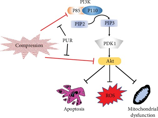 葛根素通过 PI3K/Akt 通路缓解人髓核间充质干细胞中压缩诱导的细胞凋亡和线粒体功能障碍