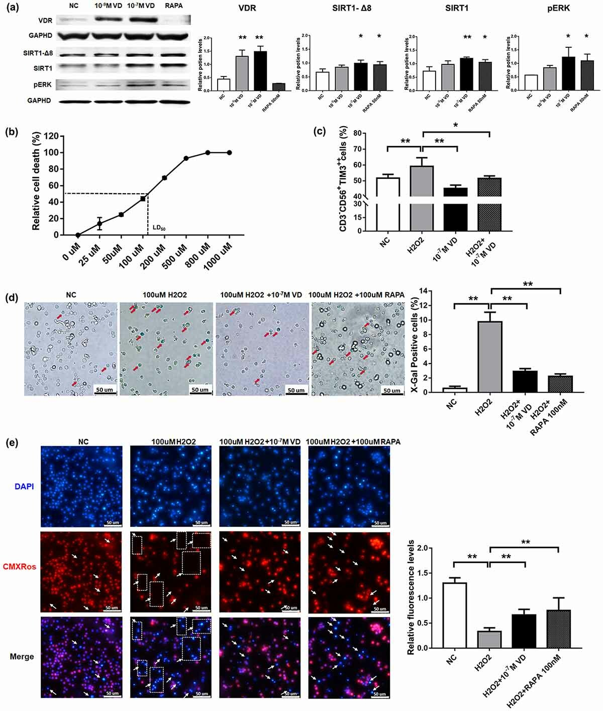 循环拉伸通过心房成纤维细胞中的 microRNA-208a 促进 microRNA-499 调节 Bcl-2