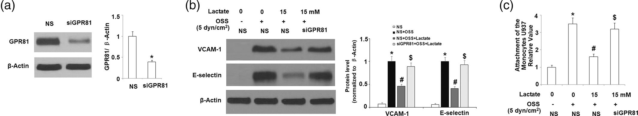 乳酸激活的GPR81可通过激活KLF2的表达来抑制振荡剪切应力诱导的内皮炎症