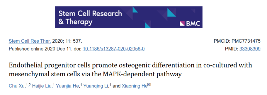 内皮祖细胞通过MAPK-依赖性通路促进共培养的间充质干细胞的成骨分化
