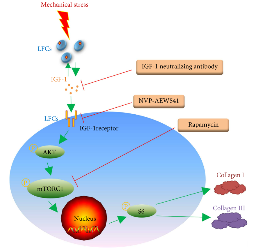 igf-1-igf-1r-akt-mtorc1-col-i-col
