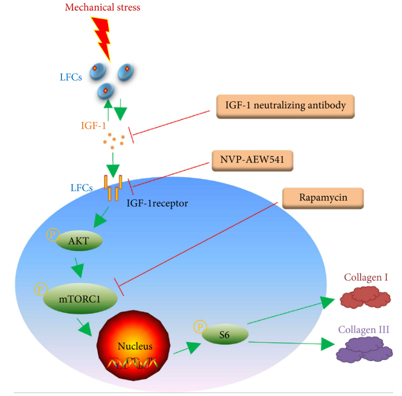机械应力诱导的IGF-1通过IGF-1R / AKT / mTORC1信号通路促进col-I和col-III的合成