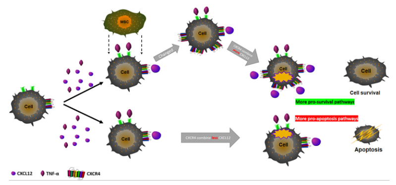 间充质干细胞通过CXCL12/CXCR4轴抑制ARDS引起的肺泡上皮细胞凋亡