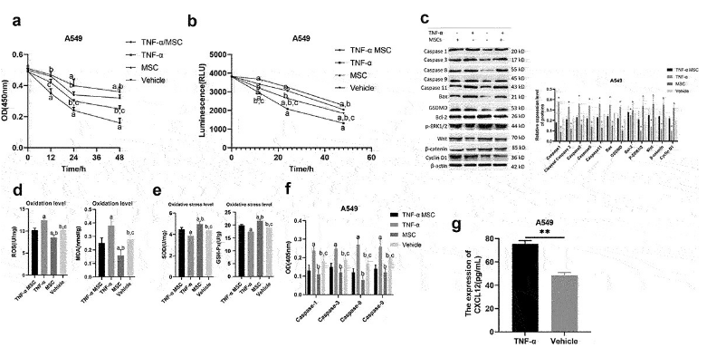 间充质干细胞通过CXCL12/CXCR4轴抑制ARDS引起的肺泡上皮细胞凋亡