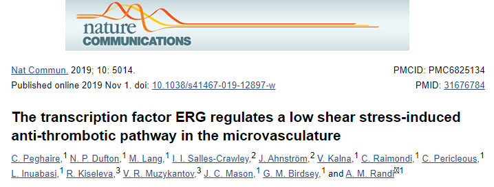 转录因子 ERG 调节微血管系统中低剪切应力诱导的抗血栓形成途径