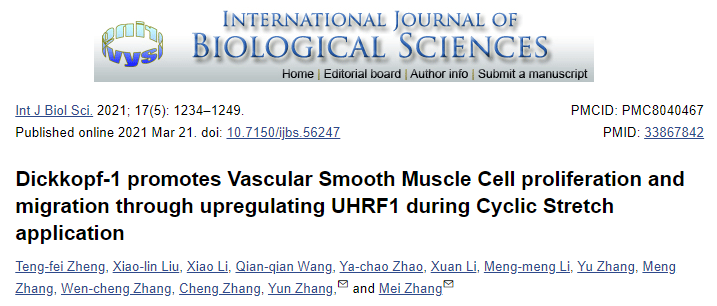 Dickkopf-1 在循环拉伸应用期间通过上调 UHRF1 促进血管平滑肌细胞增殖和迁移