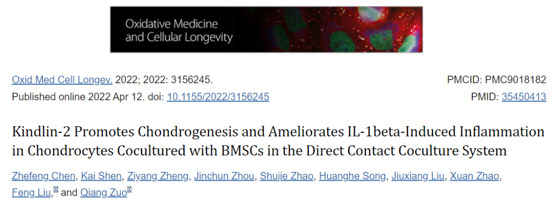 Kindlin-2 促进与 BMSCs 共培养的软骨细胞中的软骨形成并改善 IL-1beta 诱导的炎症