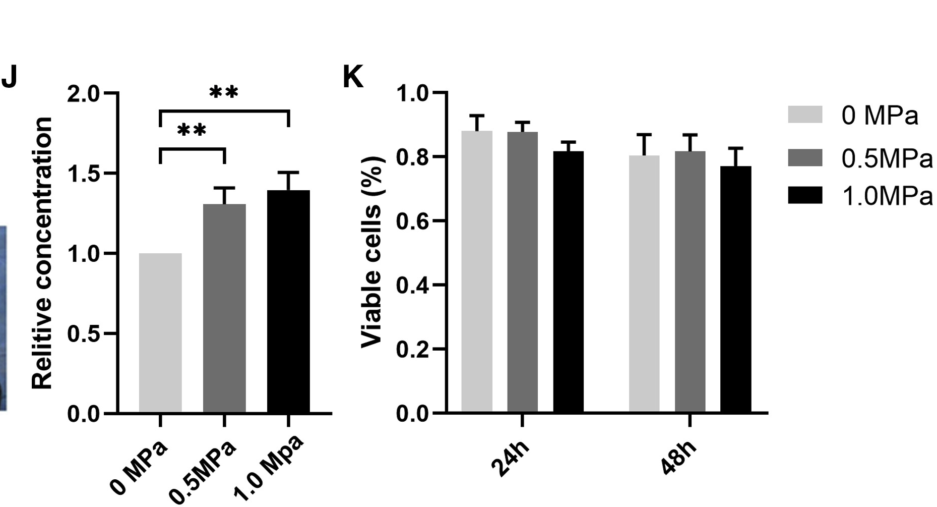 受压缩负荷诱导的脊索细胞释放的外泌体通过 miR-140-5p/Wnt/β-Catenin 轴抑制血管生成