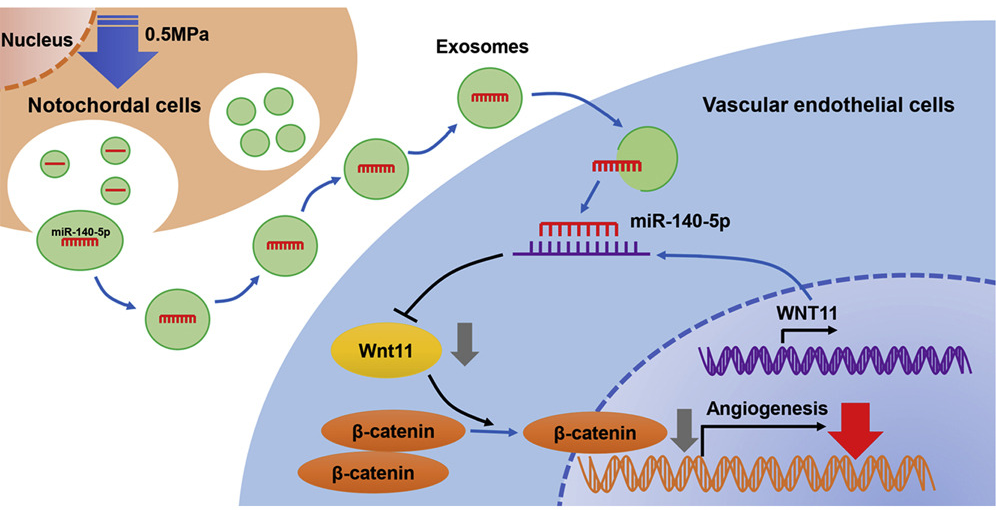 受压缩负荷诱导的脊索细胞释放的外泌体通过 miR-140-5p/Wnt/β-Catenin 轴抑制血管生成