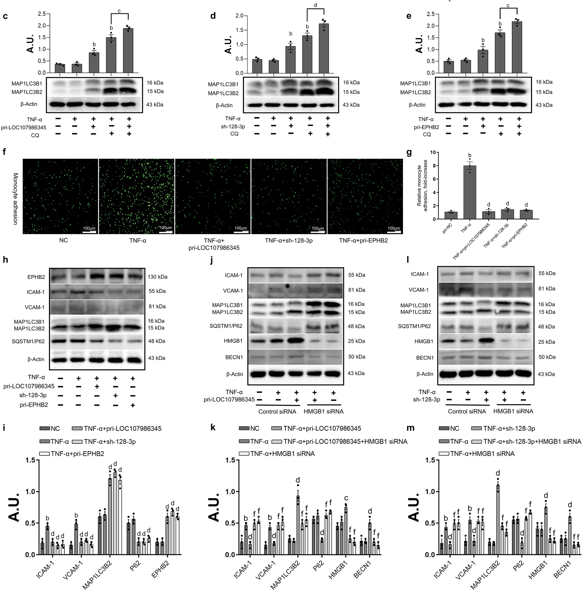 层流剪切应力通过 HMGB1 核转位激活人主动脉内皮细胞的自噬来抑制炎症