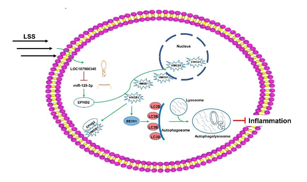 层流剪切应力通过 HMGB1 核转位激活人主动脉内皮细胞的自噬来抑制炎症