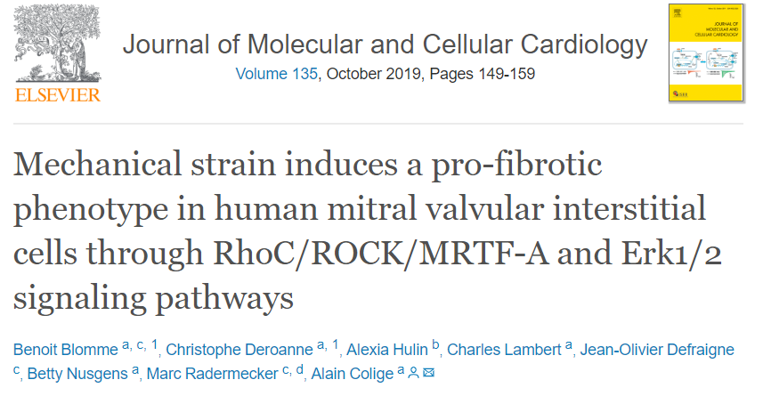 机械应变通过 RhoC/ROCK/MRTF-A 和 Erk1/2 信号通路在人二尖瓣膜间质细胞中诱导促纤维化表型