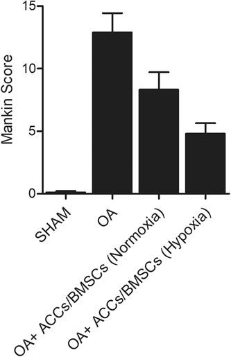 骨髓间充质干细胞对骨关节炎的治疗效果通过激活暴露于缺氧引起的 KDM6A / SOX9 信号通路而得到改善