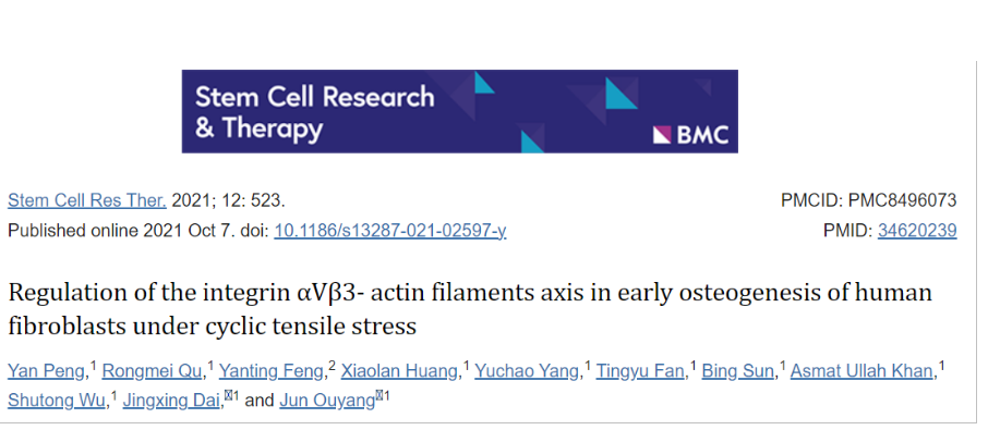 循环拉伸应力下人成纤维细胞早期成骨中整合素αVβ3-肌动蛋白丝轴的调控