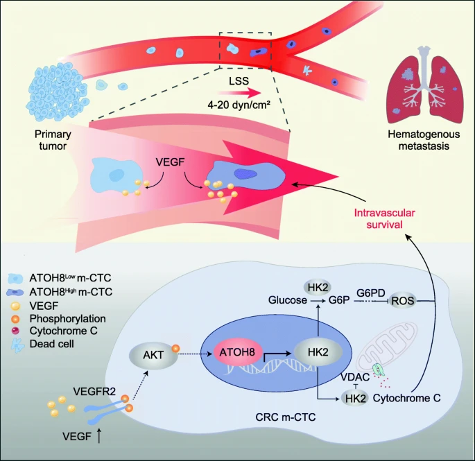 剪切应力通过自分泌 VEGF 激活 ATOH8，促进循环中结直肠癌细胞的糖酵解依赖性存活