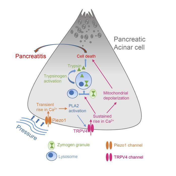 TRPV4 通道开放介导由 Piezo1 激活引发的压力诱导的胰腺炎