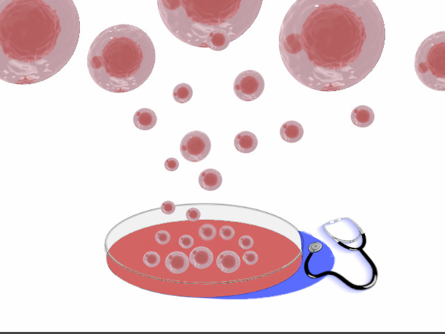 p62 介导的人内皮细胞与巨噬细胞共培养条件下的自噬