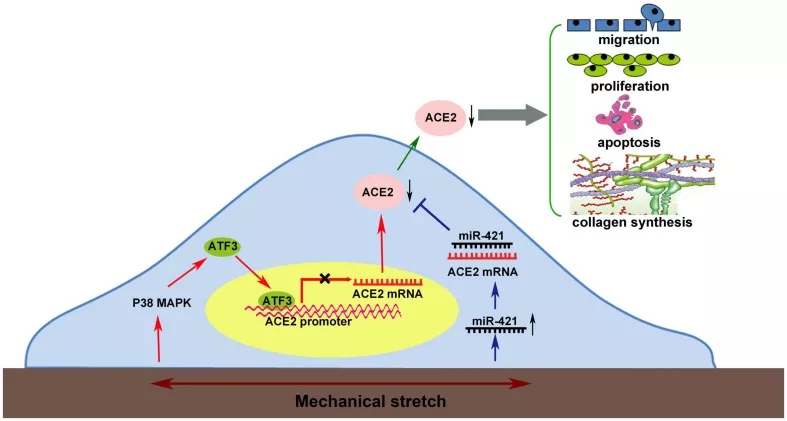 机械拉伸通过P38/ATF3通路和miR-421的转录后调控调节ACE2 诱导平滑肌细胞功能障碍