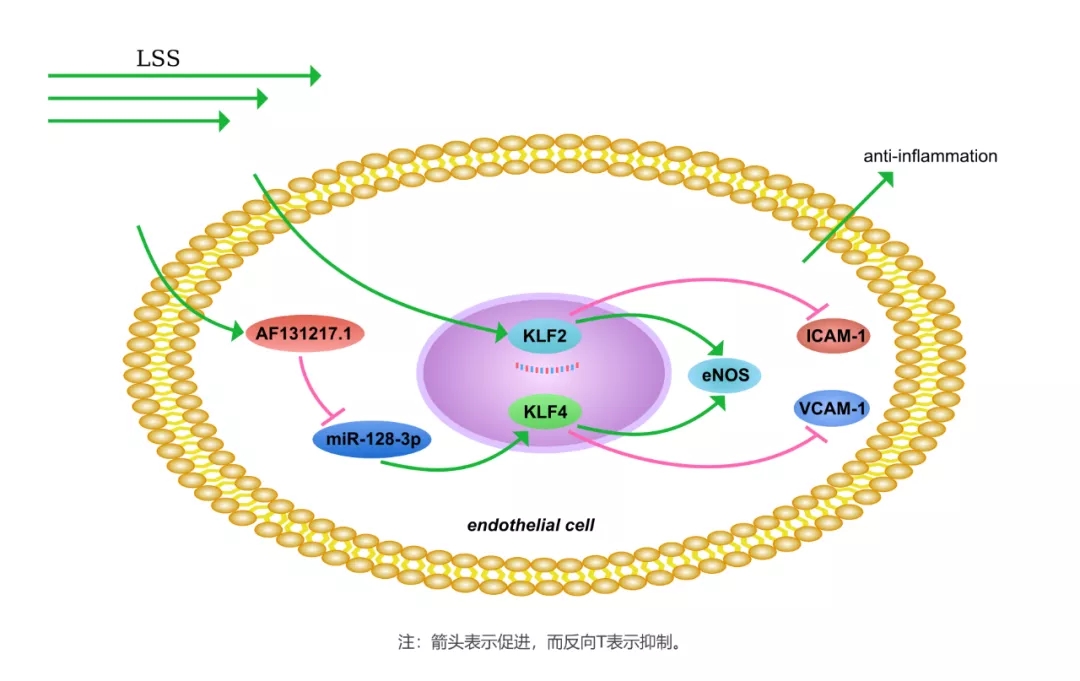 剪切敏感的 lncRNAAF131217.1 通过调控 KLF4 抑制 HUVECs 中的炎症