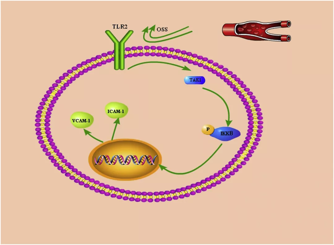 振荡流通过 HUVECs 中的 TLR2-TAK1-IKK2 信号通路促进炎症反应