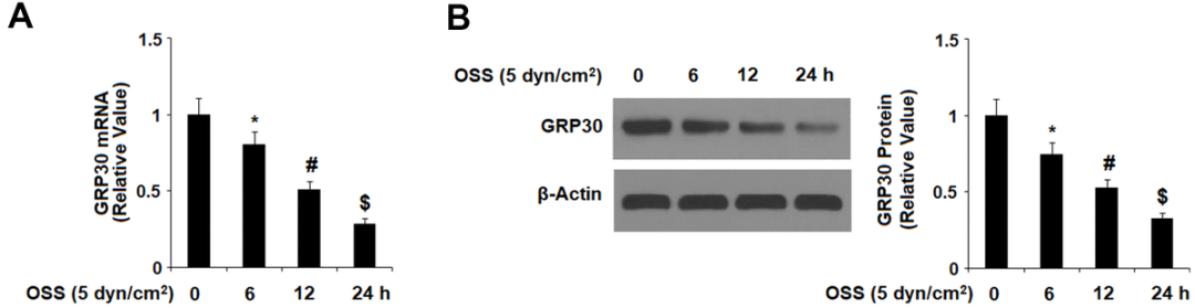 GPR30 的激活通过增加 KLF2 抑制 OSS 诱导的 THP-1 单核细胞与 HAECs 的粘附