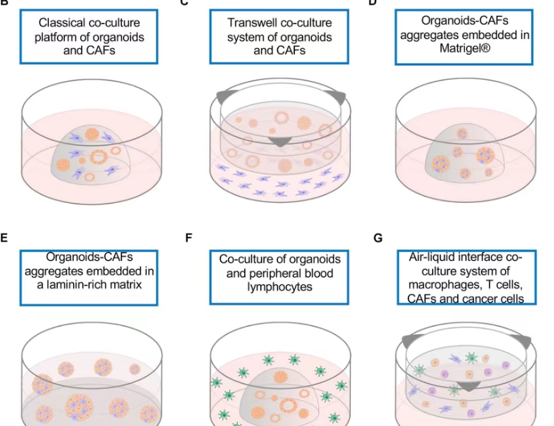用类器官模拟癌症中的细胞通信—让复杂变得简单