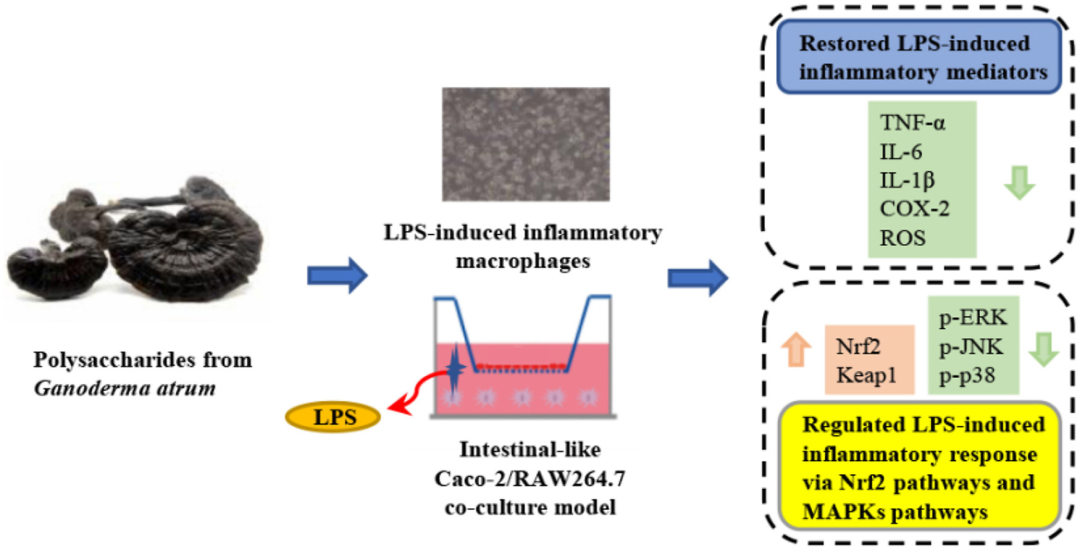 灵芝多糖对 LPS 诱导的炎症巨噬细胞模型及肠样 Caco-2/巨噬细胞共培养炎症模型的调控作用