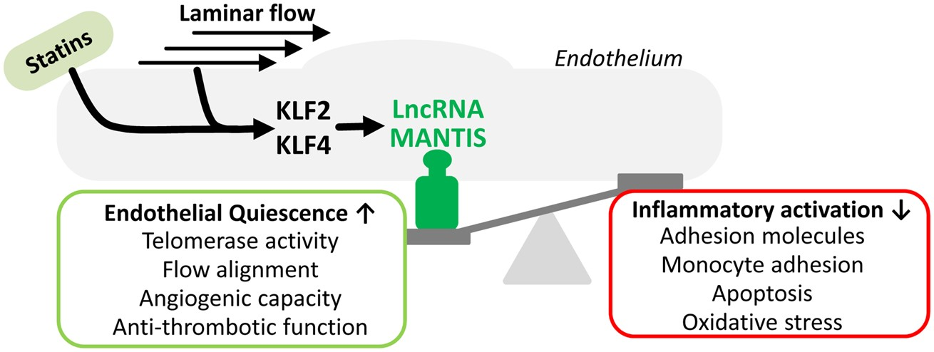 层流和他汀类药物的多效性取决于 Krüppel 样因子诱导的 lncRNA MANTIS