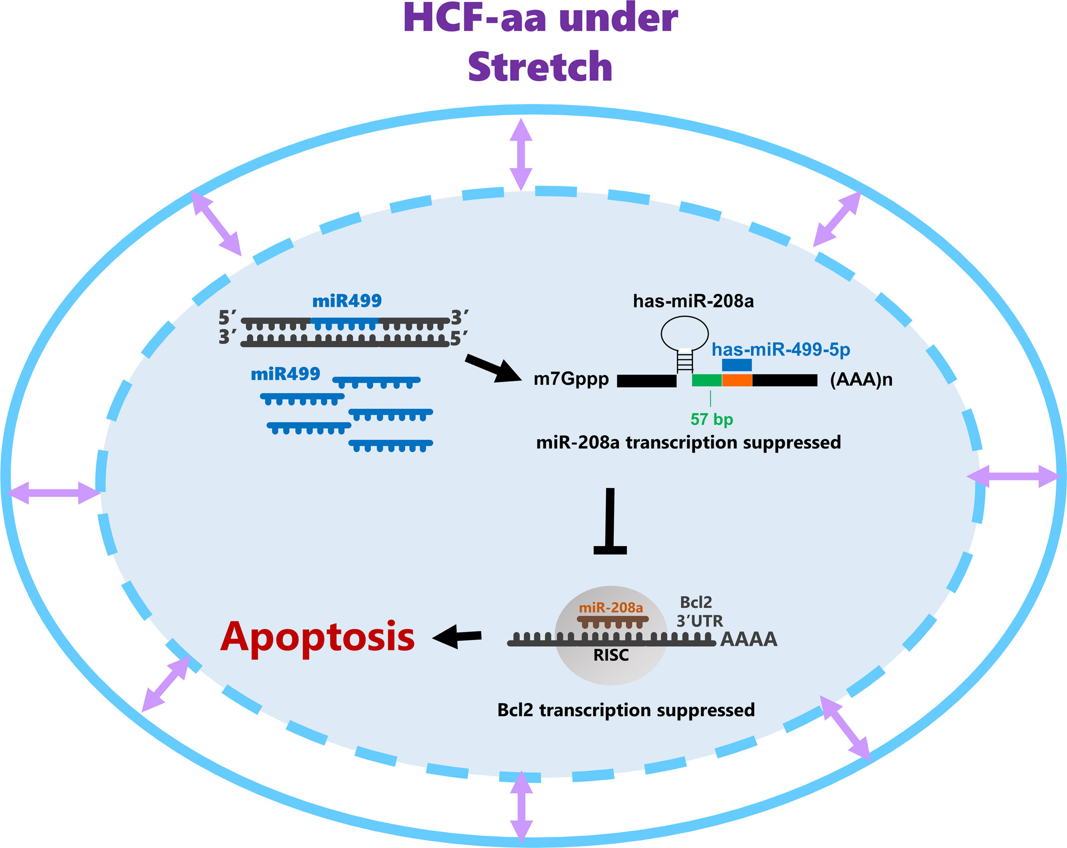 循环拉伸通过心房成纤维细胞中的 microRNA-208a 促进 microRNA-499 调节 Bcl-2