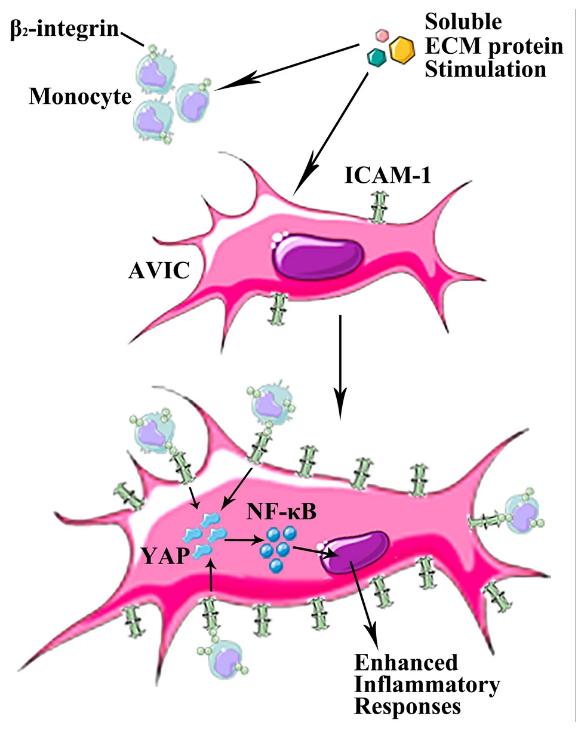 单核细胞通过β2-整合素/ICAM-1介导的信号增强人主动脉瓣间质细胞的炎症反应