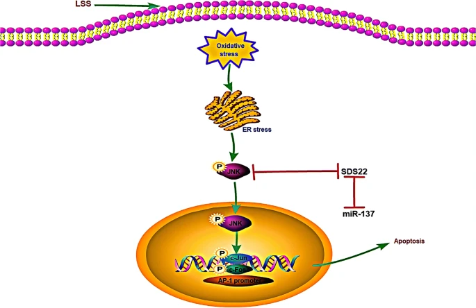 MiR-137 通过 JNK/AP-1 信号通路调节低强度剪切应力诱导的人主动脉内皮细胞凋亡