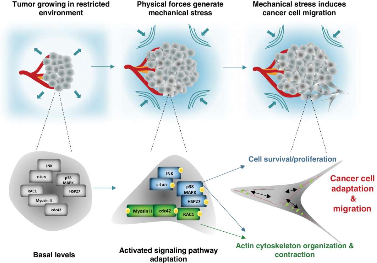 胰腺癌细胞中的机械应力信号触发p38 MAPK和JNK依赖性细胞骨架重塑，并通过Rac1 / cdc42 / 肌球蛋白II促进细胞迁移