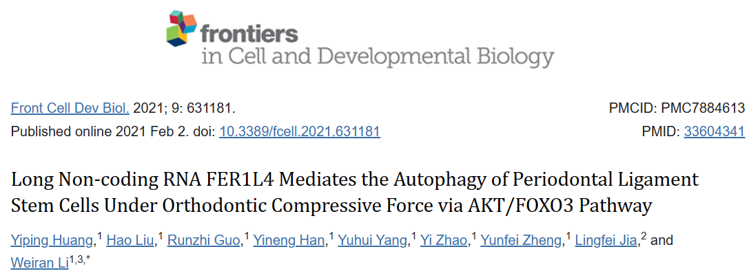 LncRNA FER1L4通过AKT/FOXO3通路介导正畸压力作用下牙周膜干细胞的自噬