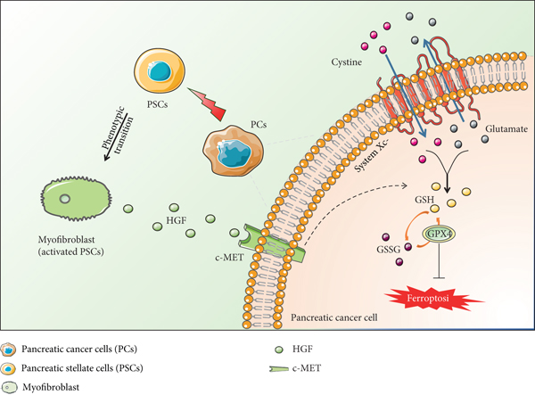 活化的星状细胞旁分泌HGF加剧胰腺癌细胞铁死亡抵抗力