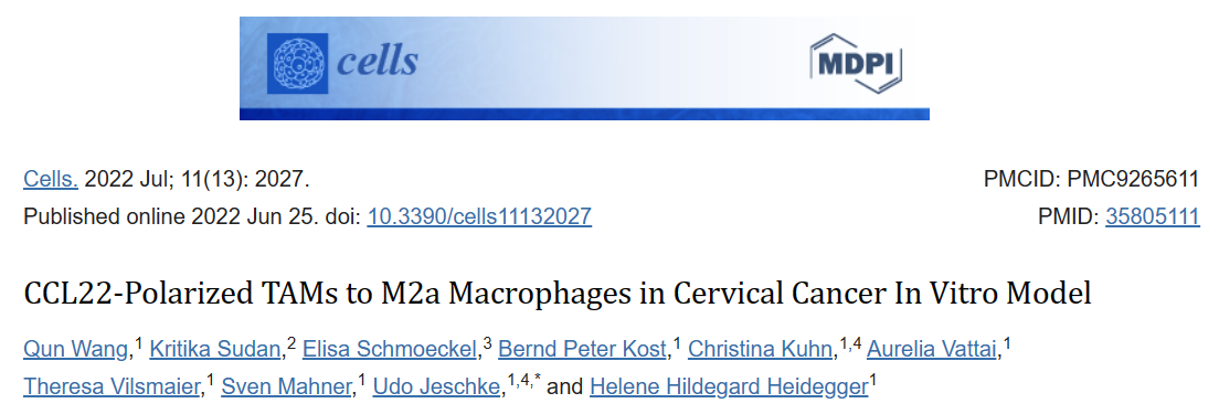 宫颈癌体外模型中CCL22极化TAMs 到 M2a巨噬细胞