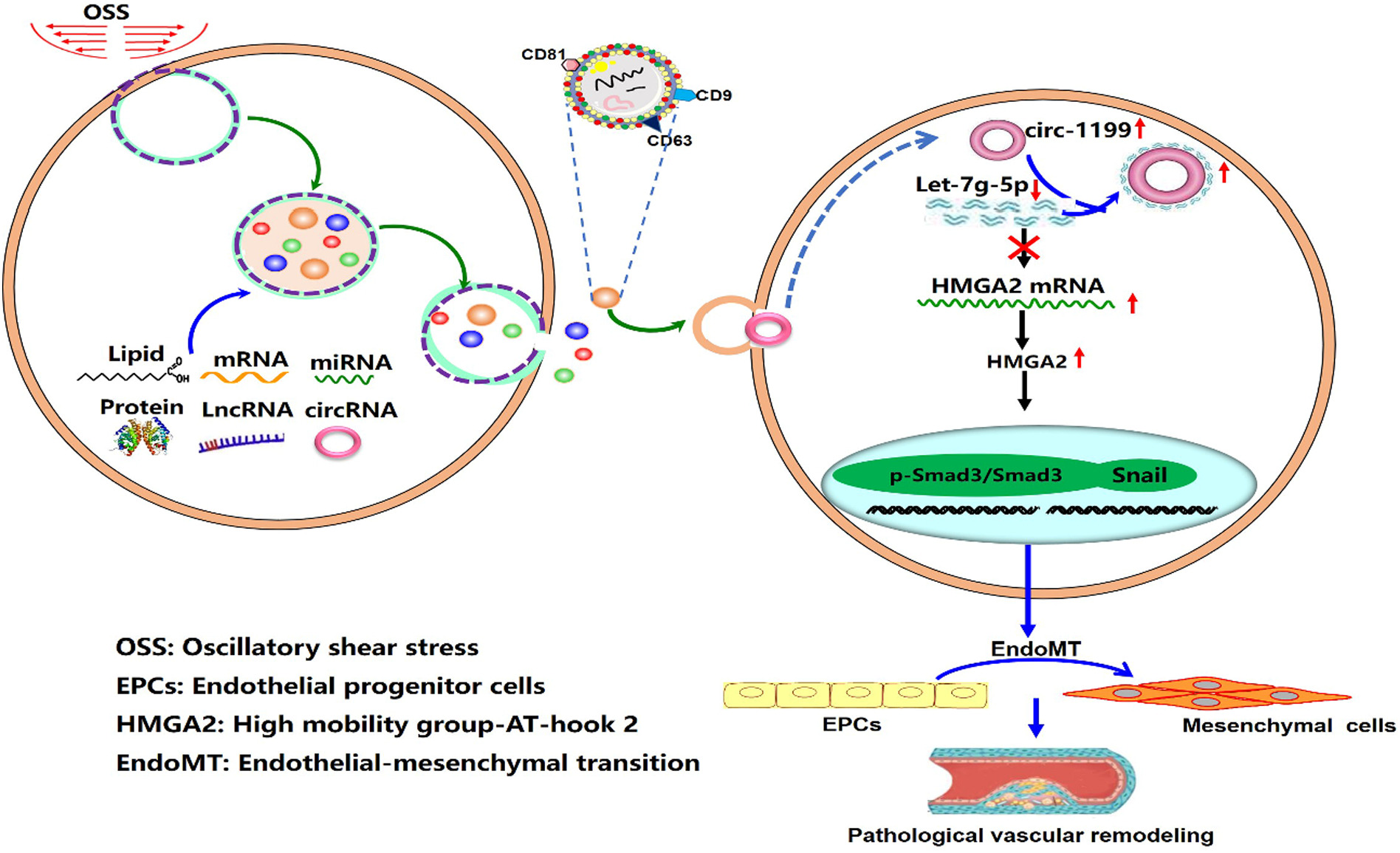 振荡剪切应力诱导的EPCs外泌体circ_1199在EPCs间质转化及病理性血管重构中的作用及机制