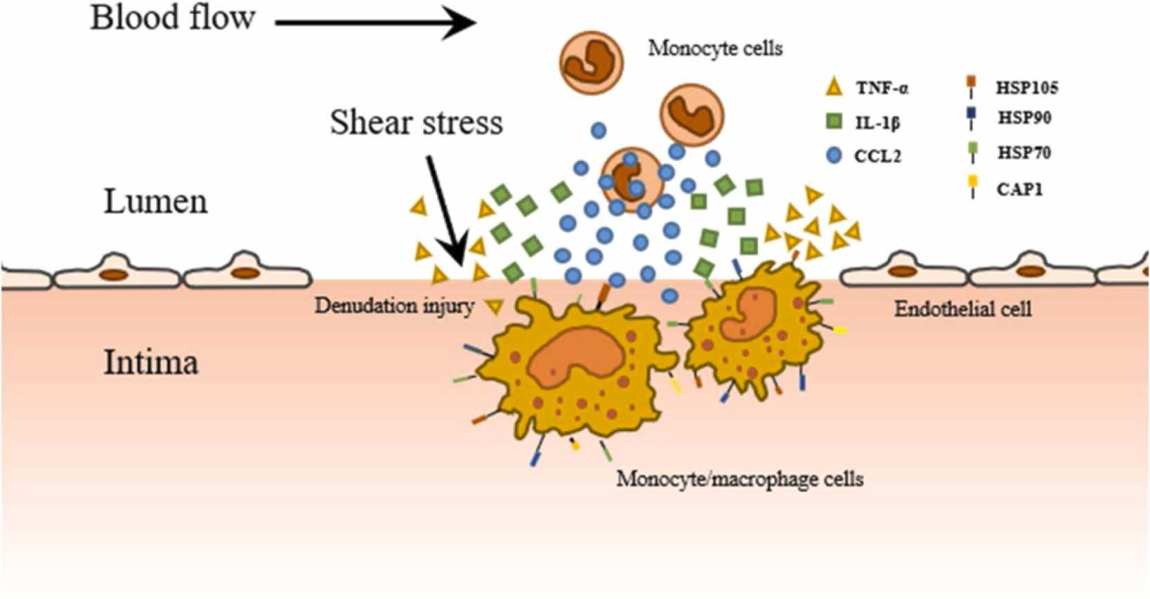 剪切应力通过上调细胞表面热休克蛋白的表达来诱导单核细胞/巨噬细胞介导的炎症