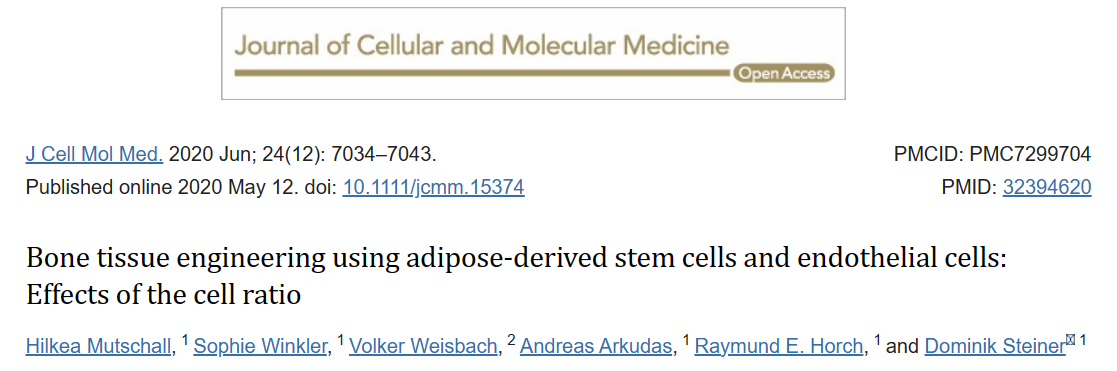 利用脂肪来源的干细胞和内皮细胞的骨组织工程：细胞比例的影响