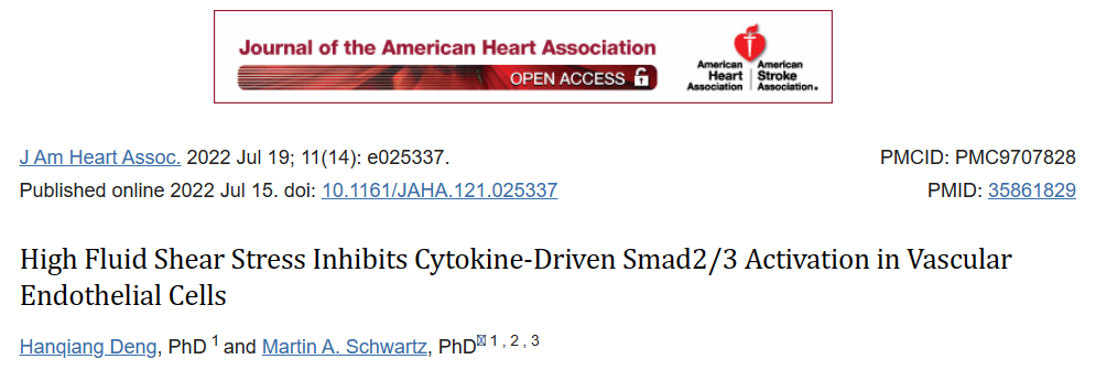 高流体剪切应力抑制血管内皮细胞中细胞因子驱动的Smad2/3活化