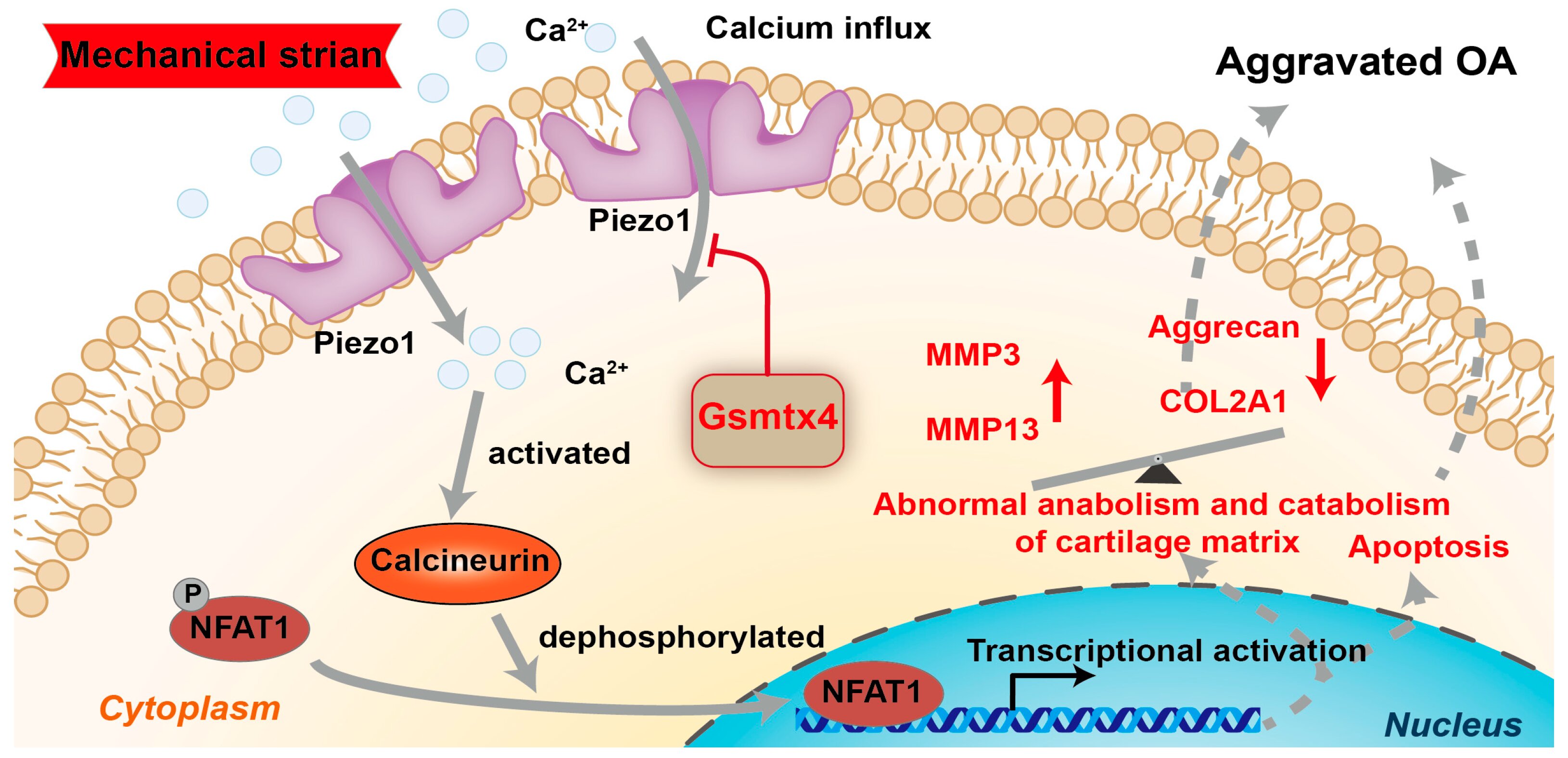 Gsmtx4在过度机械应变下通过Piezo1/Calcineurin/NFAT1 信号轴缓解骨关节炎