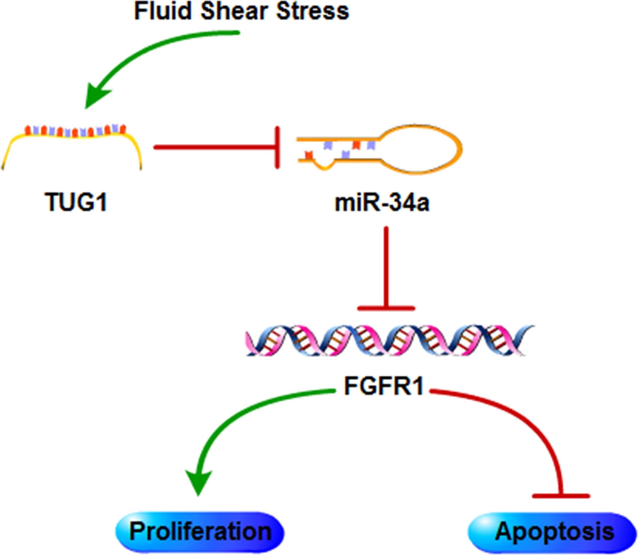 流体剪切应力通过 lncRNA TUG1/miR-34a/FGFR1 轴调控成骨细胞增殖和凋亡