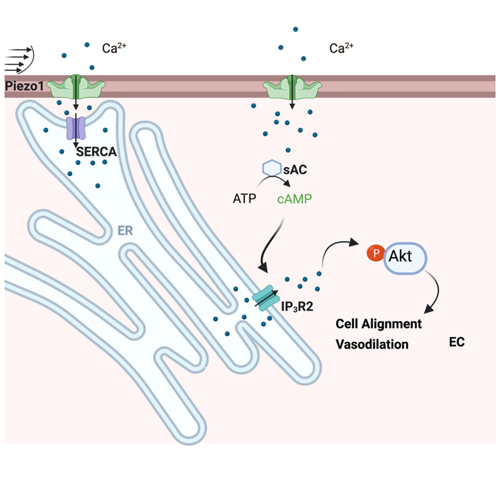 Piezo1通过可溶性腺苷酸环化酶-IP3R2回路诱导内皮对剪切应力的反应