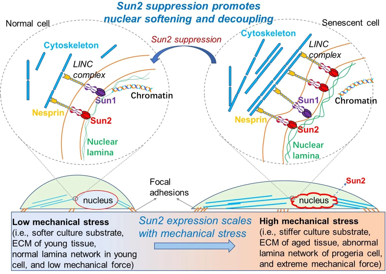 由Sun2抑制介导的核软化可延缓机械应力诱导的细胞衰老