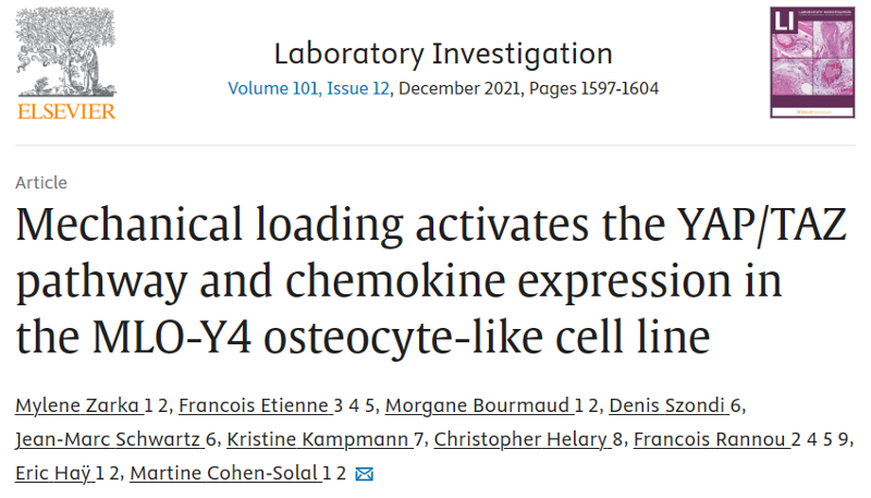 机械负荷激活 MLO-Y4 骨样细胞系中的 YAP/TAZ 信号通路和趋化因子表达