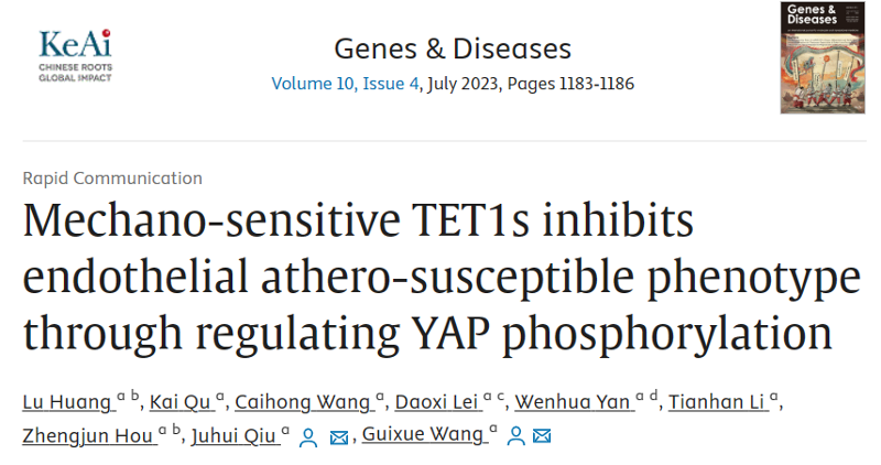 力学敏感的TET1s通过调节YAP磷酸化来抑制内皮促动脉粥样硬化表型