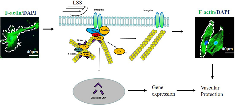 LXN缺失通过促进血管内皮细胞中细丝蛋白A的蛋白水解切割来调控细胞骨架重塑