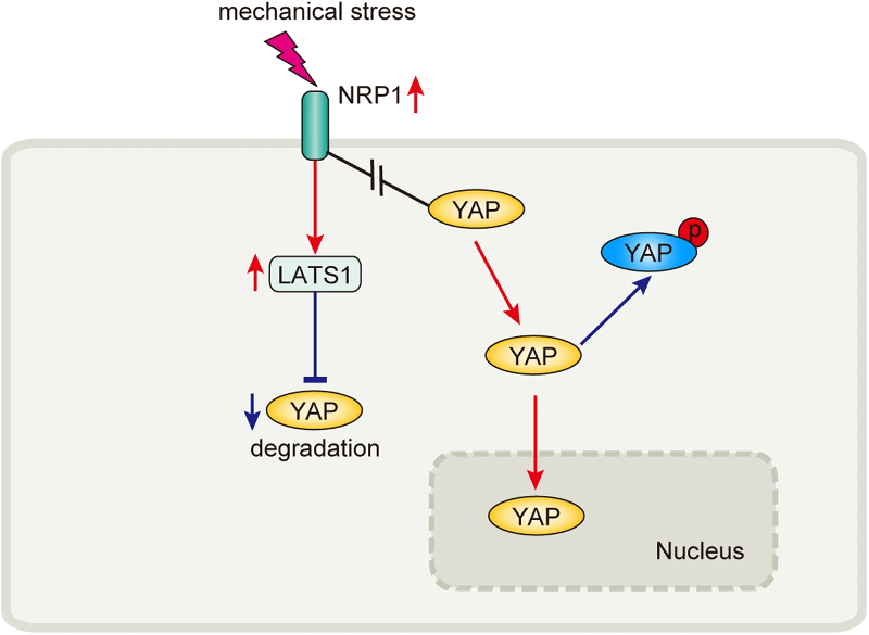 NRP1 通过增生性瘢痕中的 LATS1/YAP 转导机械应力抑制