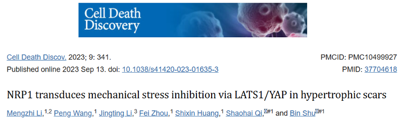 NRP1 通过增生性瘢痕中的 LATS1/YAP 转导机械应力抑制 NRP1 通过增生性瘢痕中的 LATS1/YAP 转导机械应力抑制